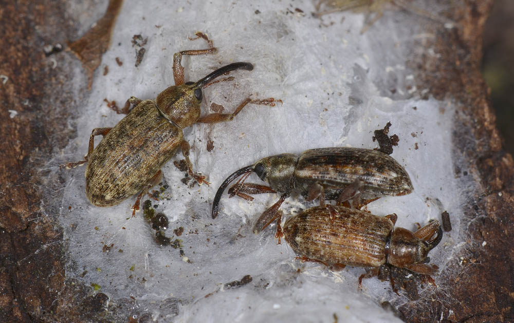 Riunione di  Dorytomus longimanus?